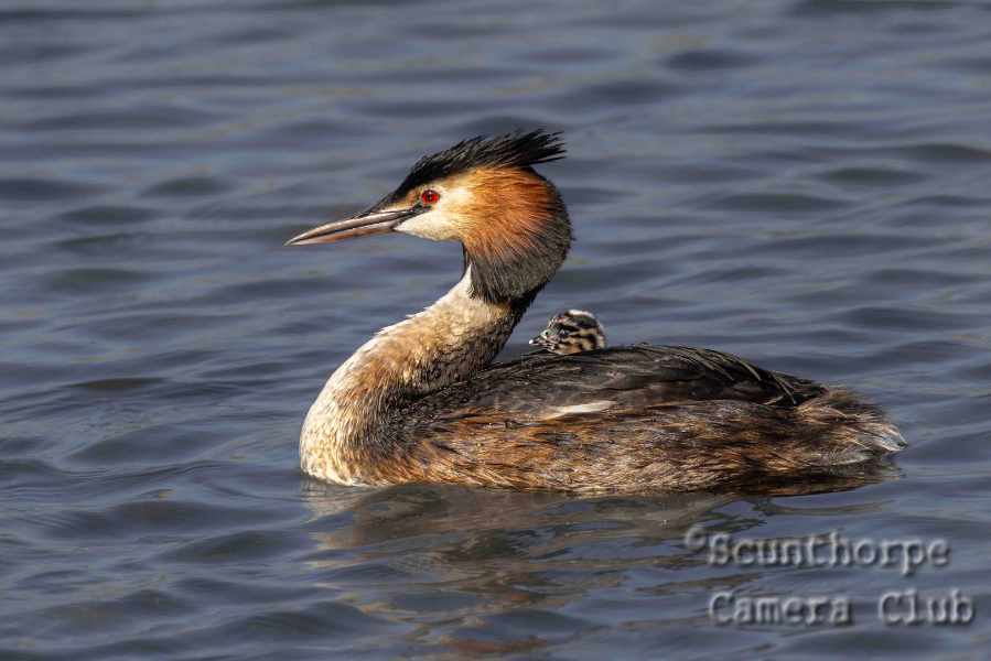 Crested grebe with humbug